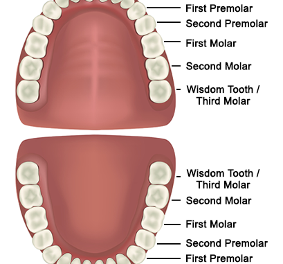 what-are-molars