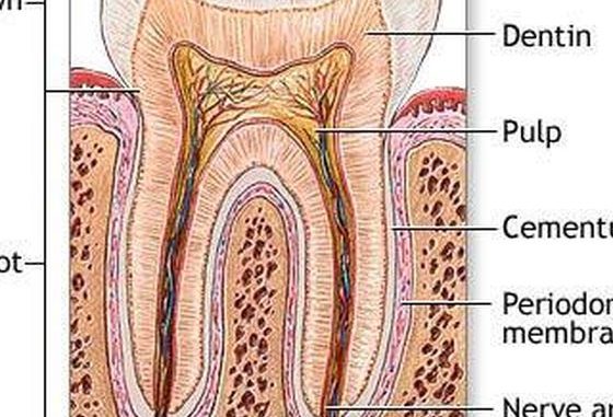 what-is-a-periodontist-or-endodontist