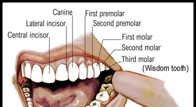 another-name-for-teeth-dental-news-network