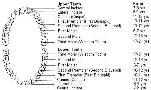 how many teeth are in your mouth