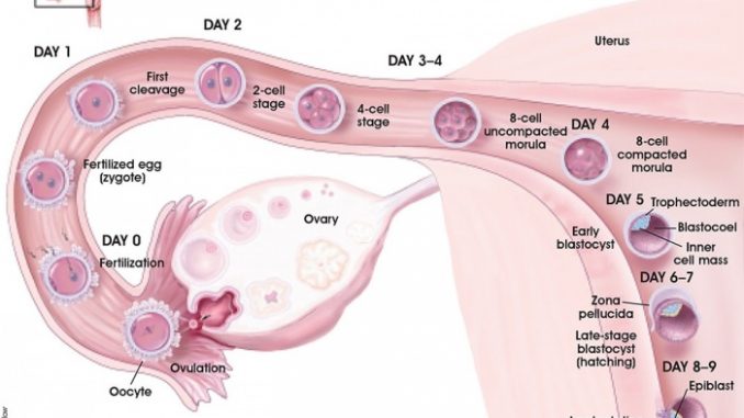 implantation-process