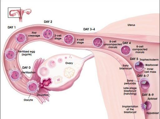 implantation-timeline