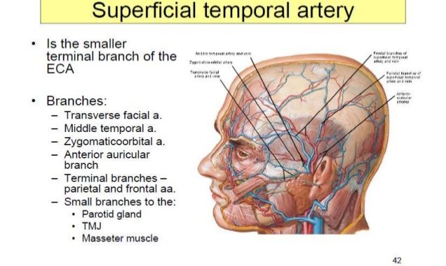 maxillofacial-definition