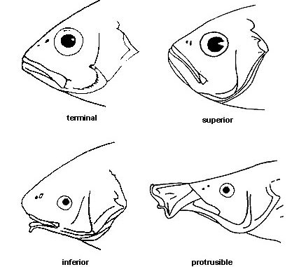mouth-types