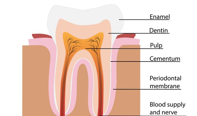 what-are-tooth