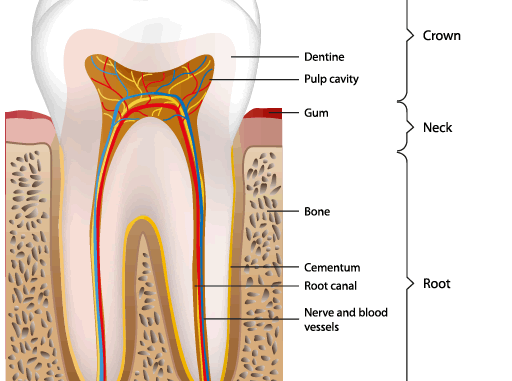 what-does-an-endodontist-specialize-in