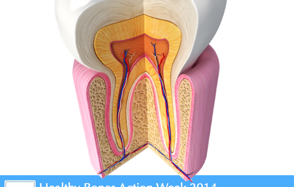 are-teeth-considered-bones