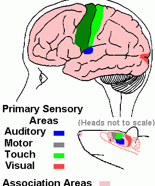define-association-areas