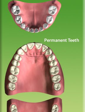 how-many-teeth-are-you-supposed-to-have