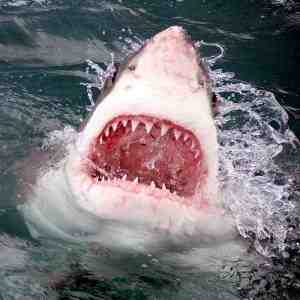 Can you fix shark teeth?