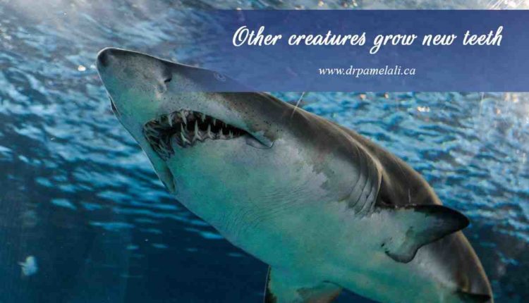 Cosmetic dentistry shark dentures