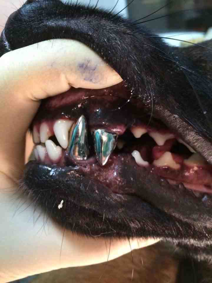 Belgian Malinois Navy Seals Titanium Teeth