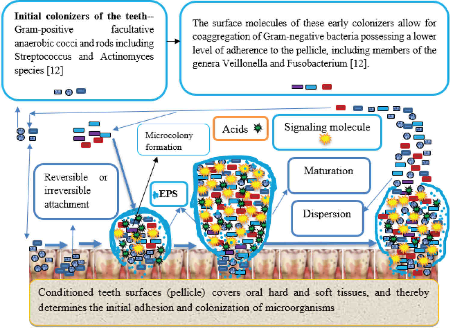 How many dentists place implants in the US?