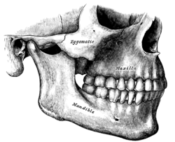 Who is not suitable for dental implants?