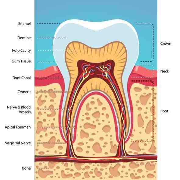Can I wait 6 months for a root canal?