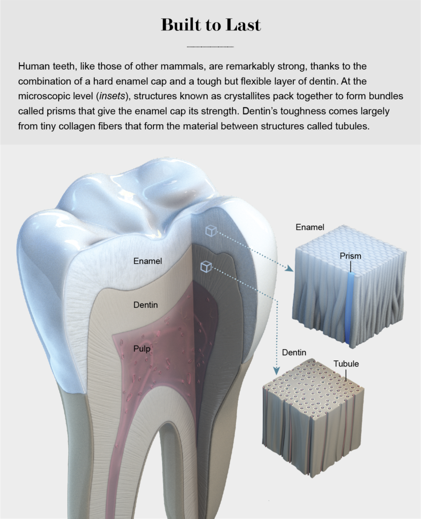 how-do-you-deaden-a-nerve-in-your-tooth-dental-news-network