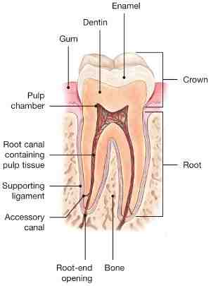 How painful is a root canal?